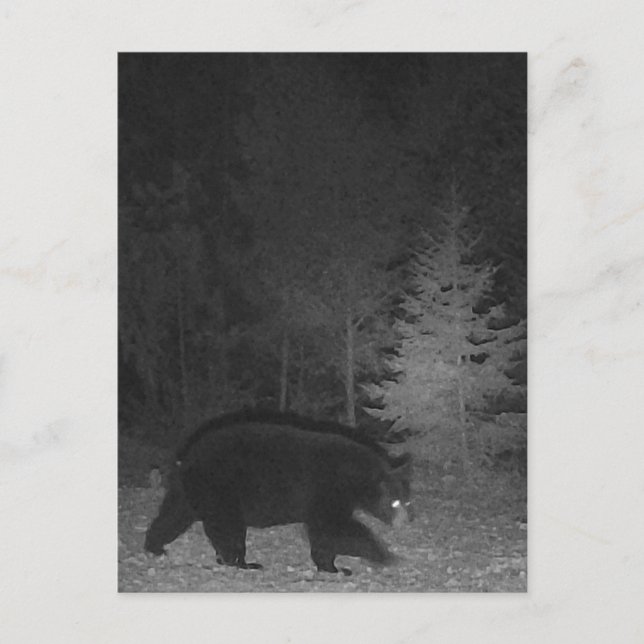 Postal Festiva Vida silvestre MI Black Bear Upinsula (Anverso)