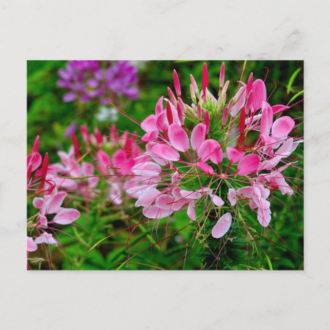 Postal Festiva Vietnam - flower on Ha Giang plateau (Anverso)