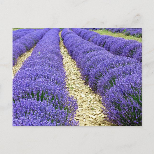 Postal Festiva View of lavender fields in the Drôme provencale  (Anverso)