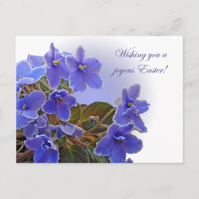 Postal Festiva Violaciones africanas azules de Pascua (Anverso)