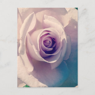 Postal Festiva Violet Rosa