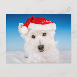Postal Festiva Westie con Santa Hat y barba