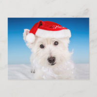 Westie con sombrero y barba de Santa