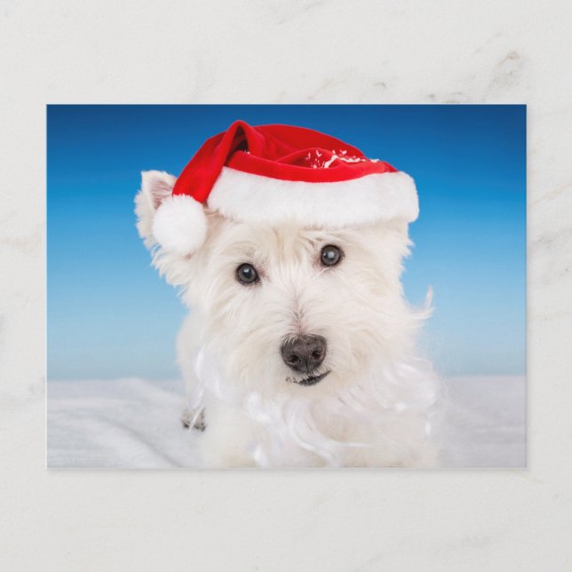 Postal Festiva Westie con sombrero y barba de Santa (Anverso)