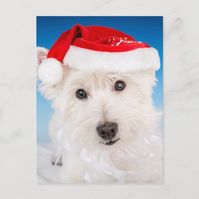Postal Festiva Westie con sombrero y barba de Santa (Anverso)