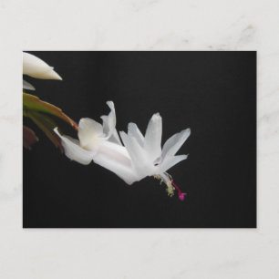 Postal Festiva White Christmas Cactus Flower
