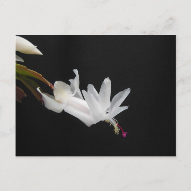 Postal Festiva White Christmas Cactus Flower (Anverso)