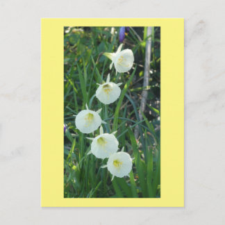 Postal Festiva White Daffodils Arctic Bells DIY Postcard