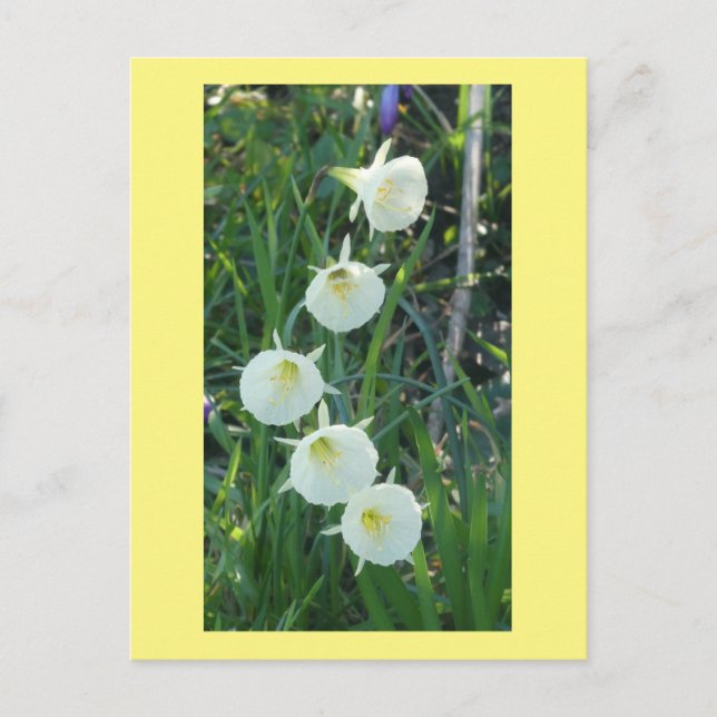 Postal Festiva White Daffodils Arctic Bells DIY Postcard (Anverso)