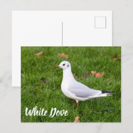 Postal Festiva White Dove para regalo de pájaro y amante de la pa