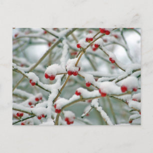 Postal Festiva Winter Snow Berries