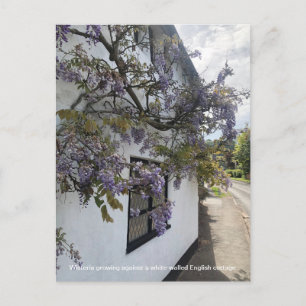 Postal Festiva Wisteria creciendo contra una casa de campo de par