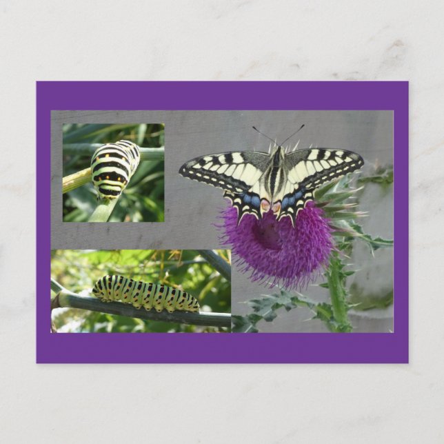 Postal Festiva Yellow Swallowtail Collage DIY Postcard (Anverso)