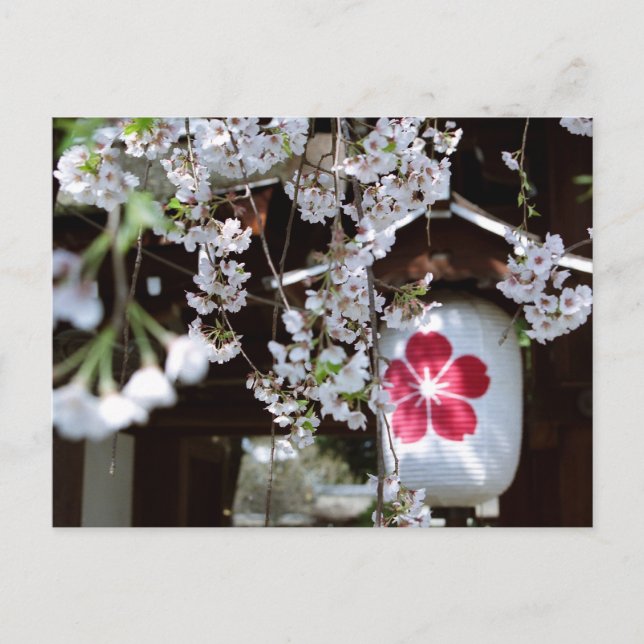 Postal Festival de las flores de cerezo en Kioto (Anverso)