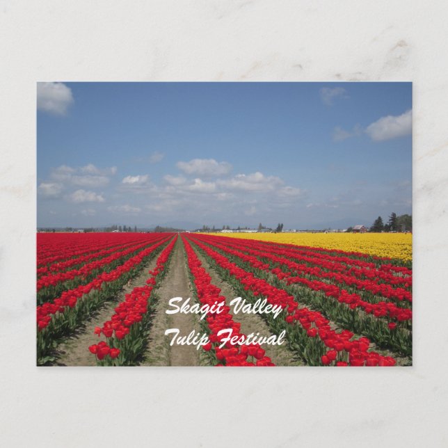 Postal Festival Tulip, Skagit Valley, Festival Tulip (Anverso)
