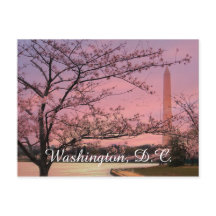 Festival Washington Monument Cherry Blossom