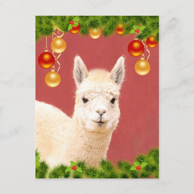Postal Festividad de Navidades de Llama Cuta (Anverso)