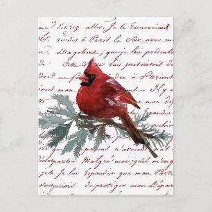 Postal Festividad navidad Cardenal rojo pájaro escritura