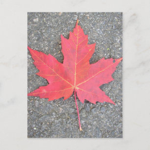 Postal Feuille morte