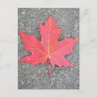 Postal Feuille morte