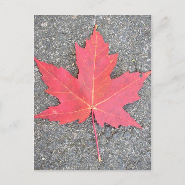 Postal Feuille morte (Anverso)