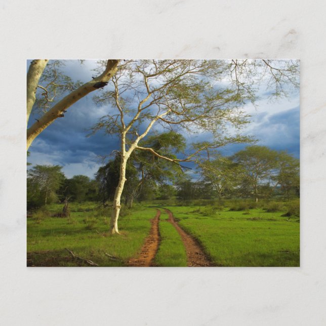 Postal Fever Tree (Acacia Xanthophloea) Por Dirt Track (Anverso)