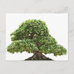 Postal Ficus bonsai aislado