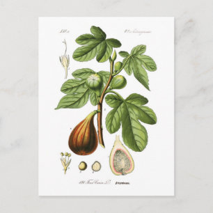 Postal Ficus carica (Fig)