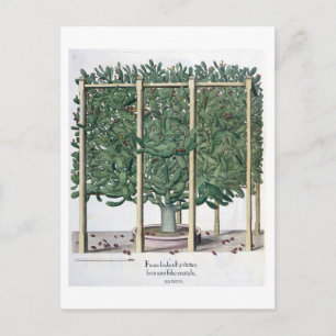Postal Ficus indica eystettensis, del 'Hortus Eystet