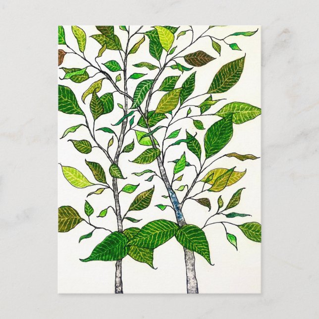 Postal Ficus Plant Color Pencil Tree Drawing  (Anverso)