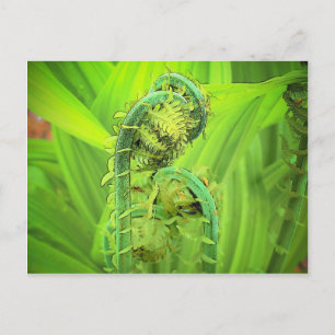 Postal Fiddlehead