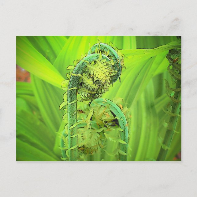 Postal Fiddlehead (Anverso)