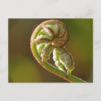 Postal Fiddlehead Fern