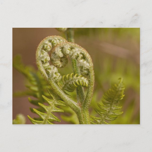 Postal Fiddlehead Fern Heart Photo (Anverso)