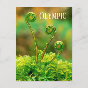 Postal Fiddlehead Fern, Parque Nacional Olímpico