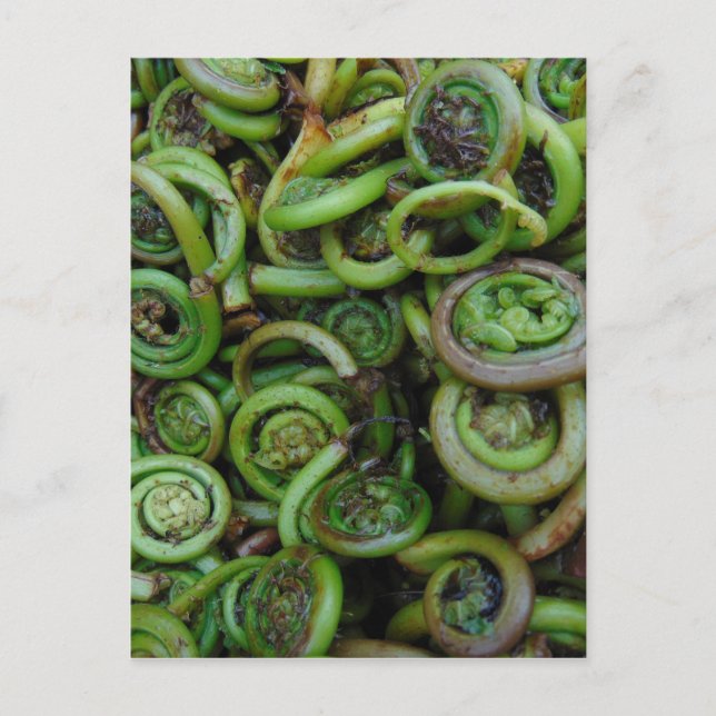 Postal Fiddlehead Ferns (Anverso)