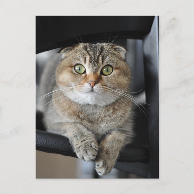 Postal Fideos (Anverso)