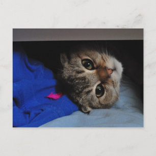 Postal Fideos del gato en el cajón