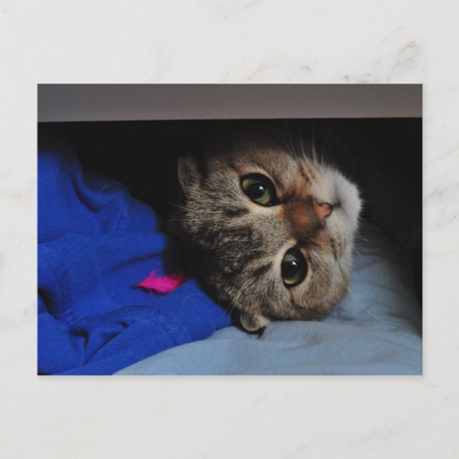 Postal Fideos del gato en el cajón (Anverso)