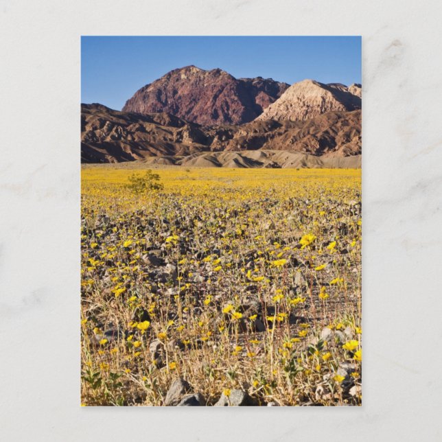 Postal Fiebre del Oro (Anverso)