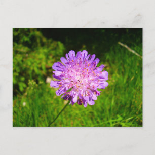 Postal Field Scabious Postcard