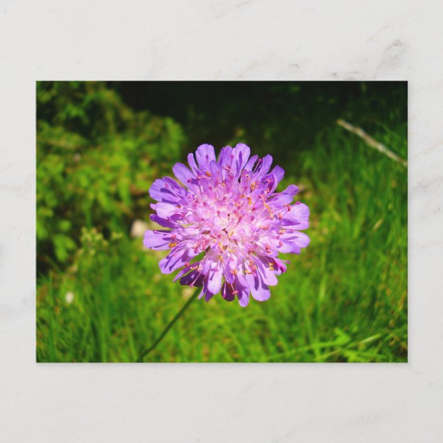Postal Field Scabious Postcard (Anverso)