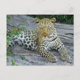 Postal Fierce Estrellas Leopard Te Miran