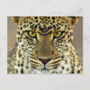 Postal Fierce Leopard