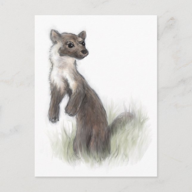 Postal Fierce Little Pine Marten (Anverso)