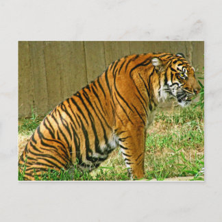 Postal Fierce Tiger