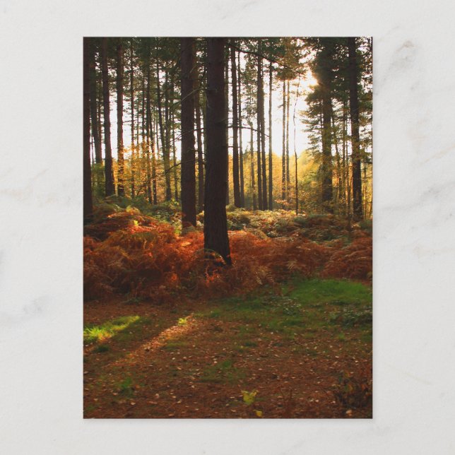 Postal Fiery Bracken (Anverso)