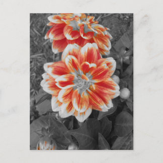 Postal Fiery Dahlias