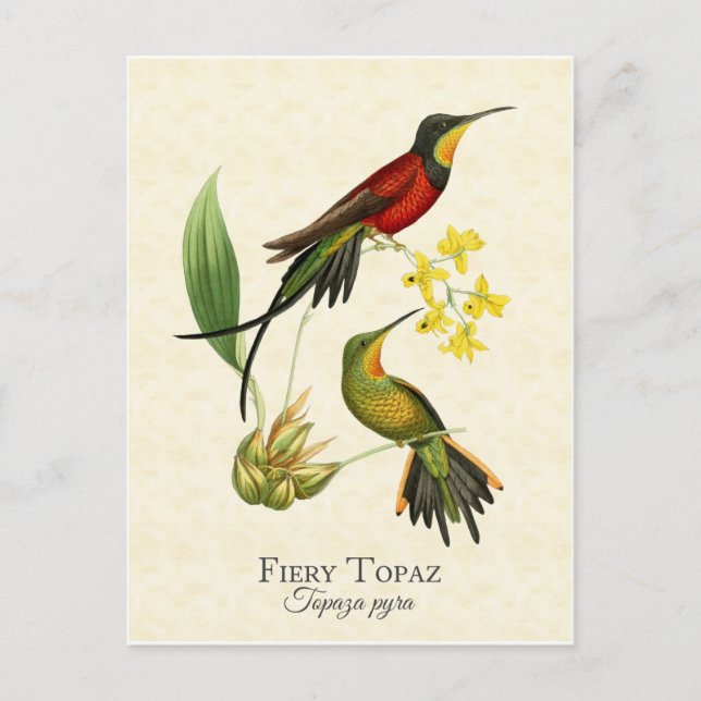 Postal Fiery Topaz Hummingbirds Arte vintage (Anverso)
