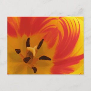 Postal Fiery Tulip Postcard